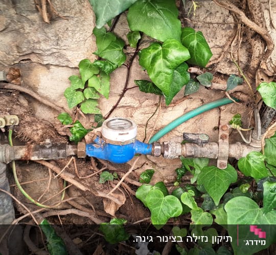 מד מים כחול עם צינורות וברזים בין עלים ירוקים